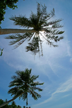 一棵棕榈树 龟岛