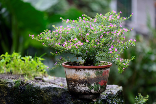 盆栽 植物 花卉 盆景 花盆