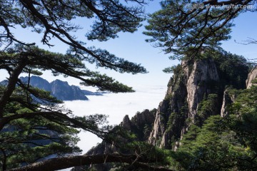 黄山松 云海苍茫 西海大峡谷