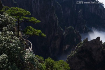 黄山松 云海苍茫 西海大峡谷