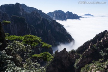 黄山松 云海苍茫 西海大峡谷