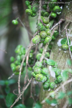 无花果 植物 树木 果实