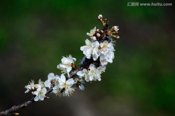 一支白色樱花