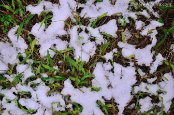 草地上的积雪