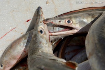 海鲜食材