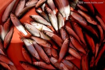 海鲜食材