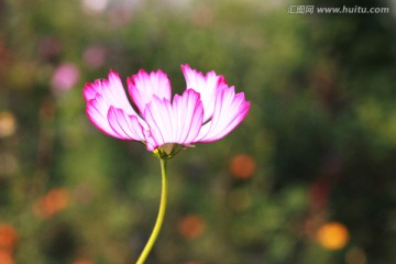 格桑花