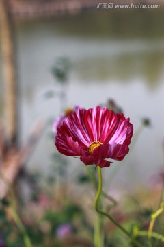 格桑花