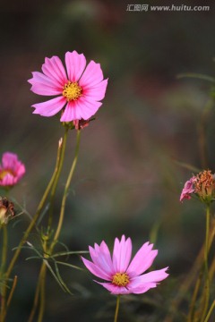 格桑花开