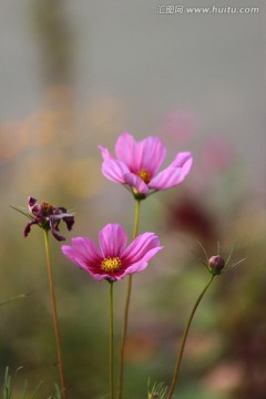 格桑花