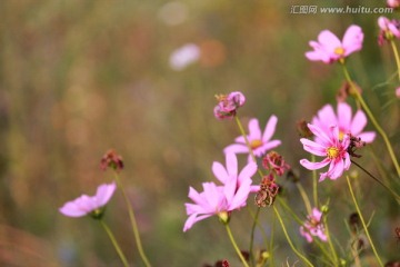 格桑花