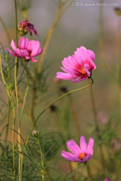 格桑花