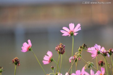 格桑花