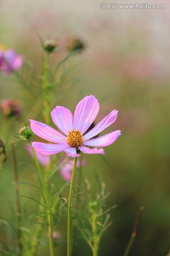 格桑花