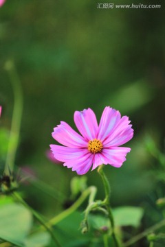 格桑花