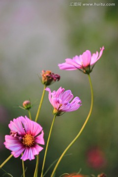 格桑花