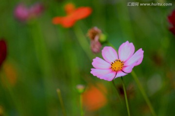 格桑花开