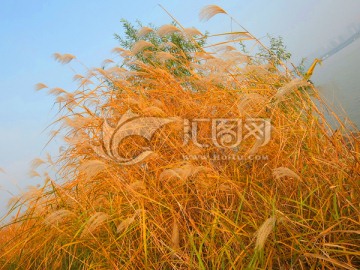茅草丛