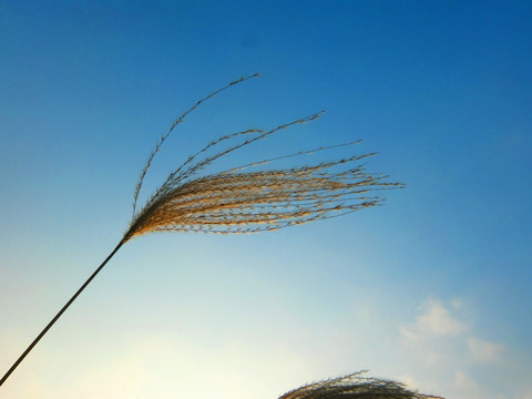 蓝天白云芦苇花