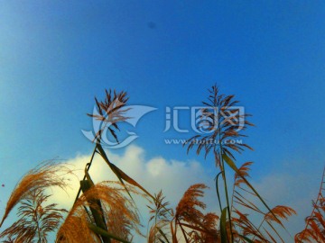 芦苇