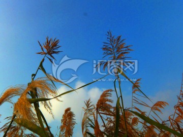 蓝天白云芦苇