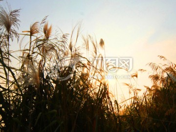 阳光下的芦苇