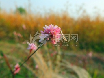 小红花