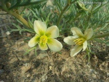 小白花