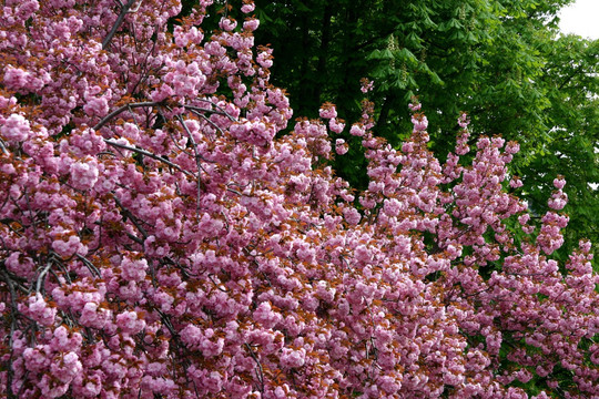 盛开的樱花树（樱花）