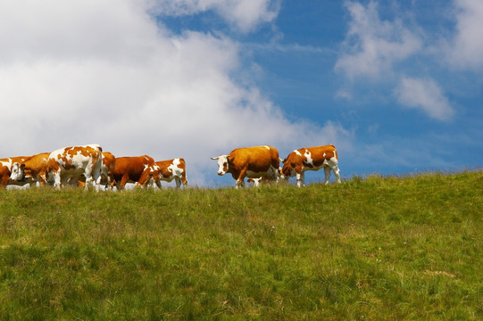 高山草甸上的奶牛