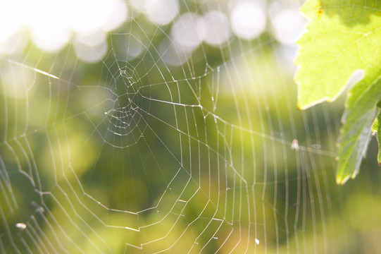 蜘蛛网在一个葡萄园