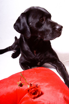 黑狗与玫瑰