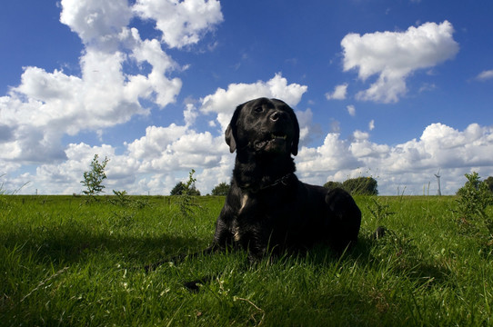 草坪上的黑色狗