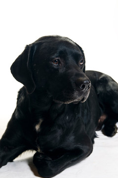 黑色拉布拉多犬