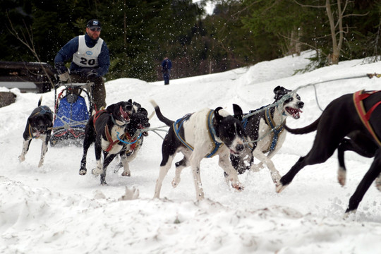 雪橇狗