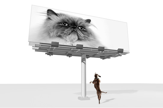 狗看广告牌与猫在它