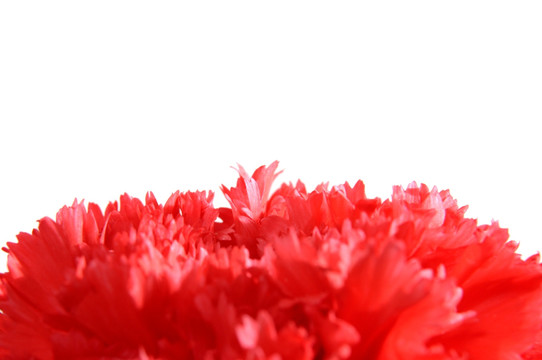 红色康乃馨