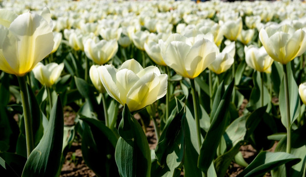 美丽的郁金香花园