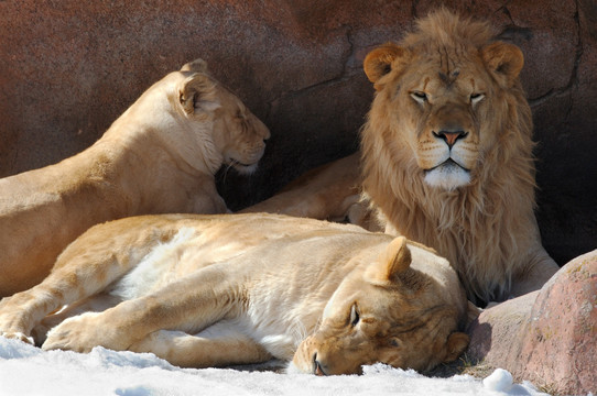  三头狮子 