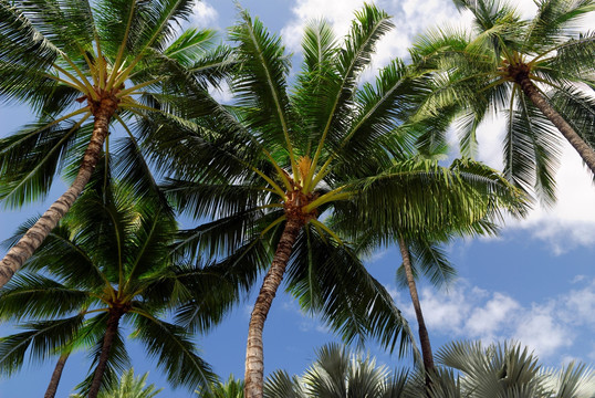 夏威夷棕榈树 