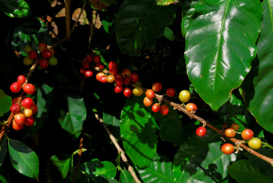 红色咖啡豆