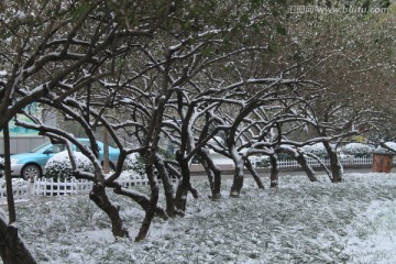 雪后泰达