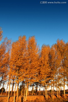 秋天 树木