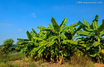 香蕉树