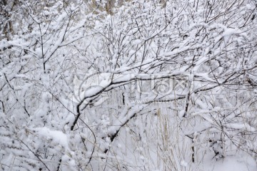 雪树枝