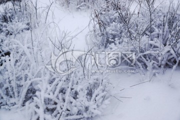 雪树枝