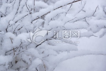 雪树枝