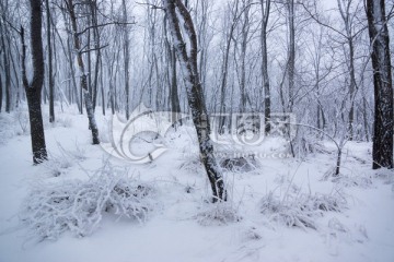 雪景 树林