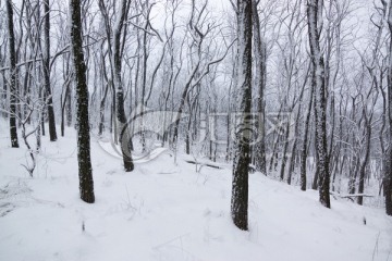 雪景 树林