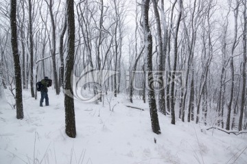 雪景 树林